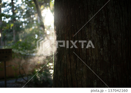 三重県　大紀町　瀧原宮（伊勢神宮　別宮）　早朝の厳かな参道に差し込む朝日 137042160