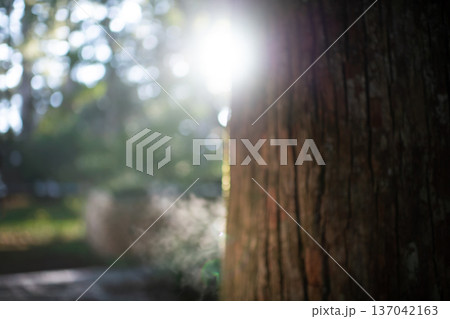 三重県　大紀町　瀧原宮（伊勢神宮　別宮）　早朝の厳かな参道に差し込む朝日 137042163