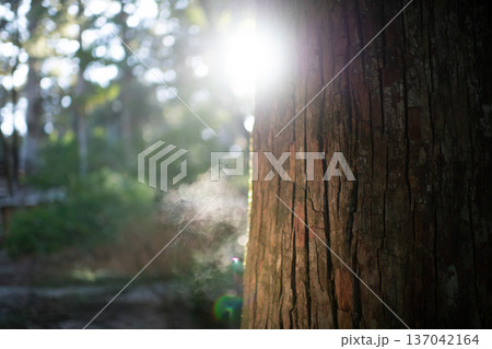 三重県　大紀町　瀧原宮（伊勢神宮　別宮）　早朝の厳かな参道に差し込む朝日 137042164