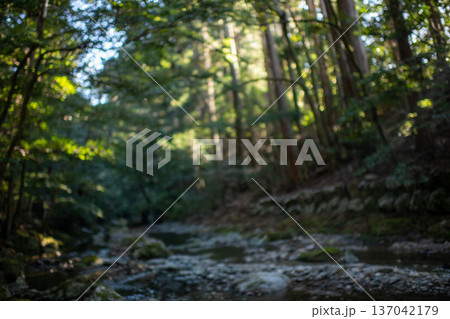 三重県　大紀町　瀧原宮（伊勢神宮　別宮）　早朝の厳かな参道に差し込む朝日 137042179