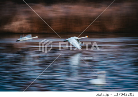 【流し撮り】白鳥の飛び立ち【御宝田遊水池】 137042203