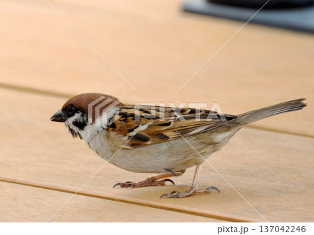 スズメ スズメ 137042246