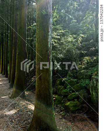 It is a forest with oak trees. It is a forest with oak trees. 137042284