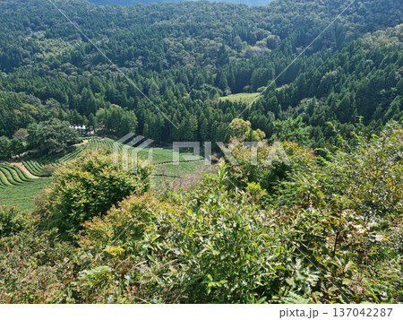 Boseong green tea fields and forest scenery Boseong green tea fields and forest scenery 137042287