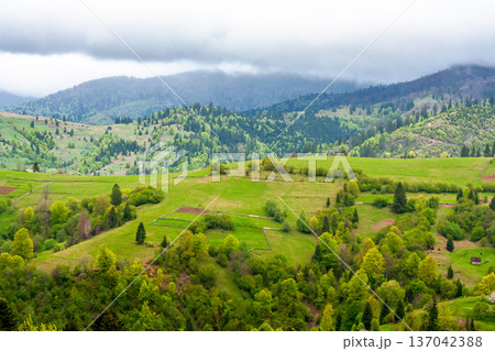 rural mountain landscape during spring. eastern european countryside scenery on a cold cloudy weather. overcast sky above rolling hills of wonderful transcarpathia in may rural mountain landscape during spring. eastern european countryside scenery on a cold cloudy weather. overcast sky above rolling hills of wonderful transcarpathia in may 137042388