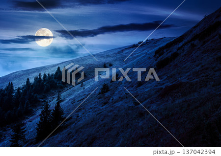 virgin coniferous forest in mountains at night. beautiful spruce trees on a steep grassy slopes in autumn in full moon light. alpine scenery. background for fake news or conspiracy concepts 137042394