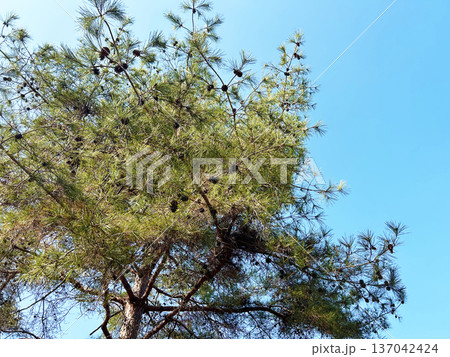 青空に映える木々 137042424