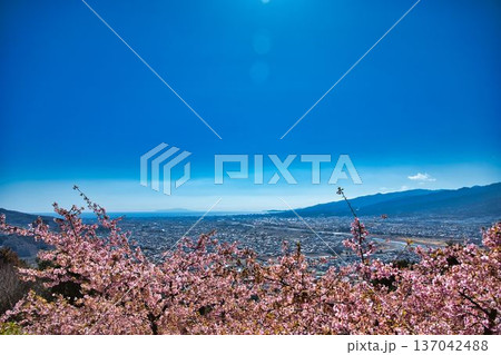 桜越しにはるか遠くの海までの風景 桜越しにはるか遠くの海までの風景 137042488