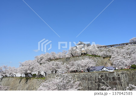 春の青空に映える桜 137042585