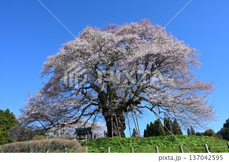 醍醐桜 137042595