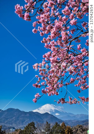 西平畑公園からの富士山 西平畑公園からの富士山 137042654