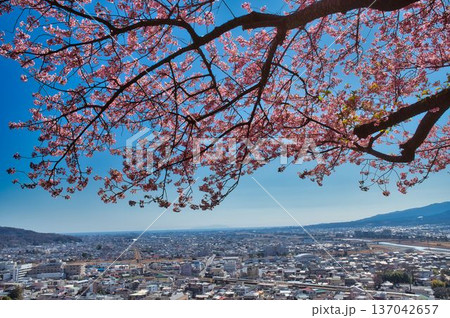 河津桜山からの大島のながめ 河津桜山からの大島のながめ 137042657