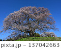 醍醐桜 137042663