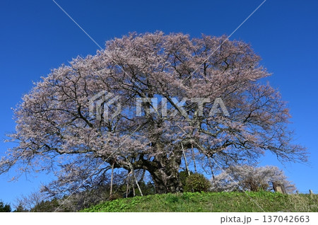 醍醐桜 137042663