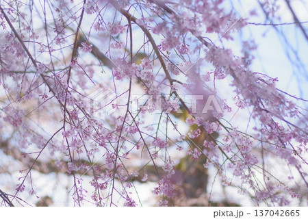 イトザクラの抱擁 137042665