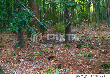 swampy tropical forest in the valley of river 137042716