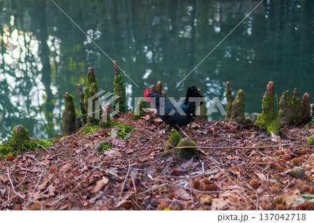 black rooster standing on the bank of a pond in the forest black rooster standing on the bank of a pond in the forest 137042718