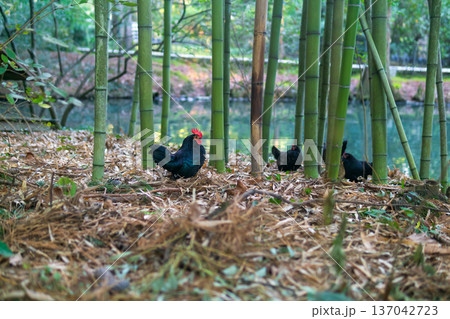 chicken in a bamboo grove at the park chicken in a bamboo grove at the park 137042723