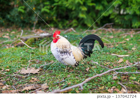 Rooster on the grass in the village. 137042724