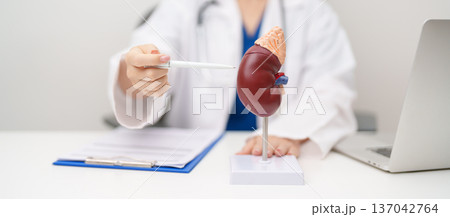 Doctor with Kidney Adrenal gland anatomy model. disease of Urinary system and Stones, Cancer, world kidney day, Chronic kidney, Urology, Nephritis, Renal, Transplant and health concept Doctor with Kidney Adrenal gland anatomy model. disease of Urinary system and Stones, Cancer, world kidney day, Chronic kidney, Urology, Nephritis, Renal, Transplant and health concept 137042764