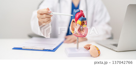 Doctor with human Heart anatomy model. Cardiovascular Diseases, Atherosclerosis, Hypertensive Heart, Valvular Heart, Aortopulmonary window, world Heart day and health concept Doctor with human Heart anatomy model. Cardiovascular Diseases, Atherosclerosis, Hypertensive Heart, Valvular Heart, Aortopulmonary window, world Heart day and health concept 137042766