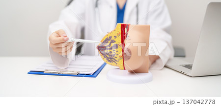 Doctor with Breast Anatomy model. Breast Augmentation Surgery, October Breast Cancer Awareness month, implant, Diagnosis, Beauty woman enlargement and medical education concept Doctor with Breast Anatomy model. Breast Augmentation Surgery, October Breast Cancer Awareness month, implant, Diagnosis, Beauty woman enlargement and medical education concept 137042778