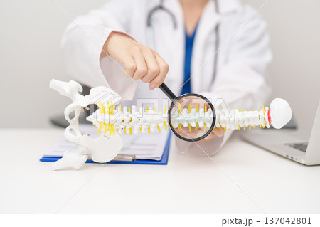 Doctor with human Spine anatomy model. Spinal Cord Disorder and disease, Back pain, Lumbar, Sacral pelvis, Cervical neck, Thoracic, Coccyx, Orthopedist, chiropractic, Office Syndrome and health 137042801