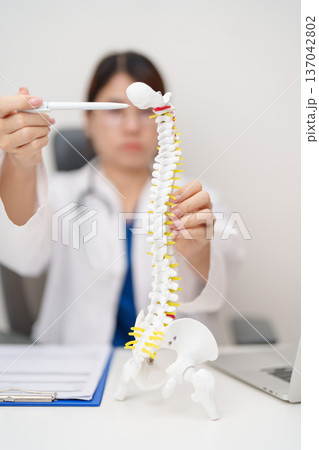 Doctor with human Spine anatomy model. Spinal Cord Disorder and disease, Back pain, Lumbar, Sacral pelvis, Cervical neck, Thoracic, Coccyx, Orthopedist, chiropractic, Office Syndrome and health 137042802