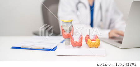 Doctor with human Thyroid anatomy model. Hyperthyroidism, Hypothyroidism, Hashimoto Thyroiditis, Thyroid Tumor and Cancer, Postpartum, Papillary Carcinoma and Health concept Doctor with human Thyroid anatomy model. Hyperthyroidism, Hypothyroidism, Hashimoto Thyroiditis, Thyroid Tumor and Cancer, Postpartum, Papillary Carcinoma and Health concept 137042803