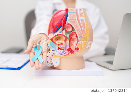 Doctor with Male Reproductive System anatomy model and Blue ribbon. November Prostate Cancer awareness month, Enlarged prostate, Prostatitis disease, Male Infertility and healthcare concept 137042814