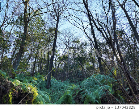 青空とシダ植物 137042829