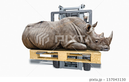 Rhinoceros resting wooden pallet 3d forklift 137043130