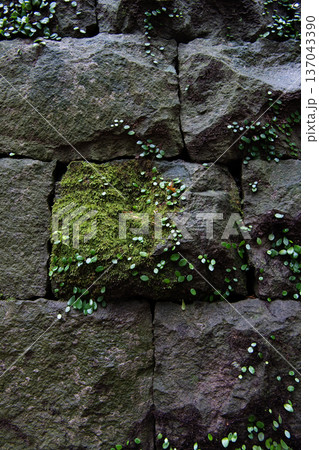 苔と蔦植物が茂る石垣 137043390