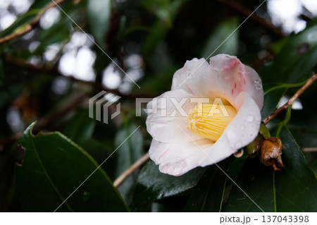雨の雫が付いた椿の花 雨の雫が付いた椿の花 137043398