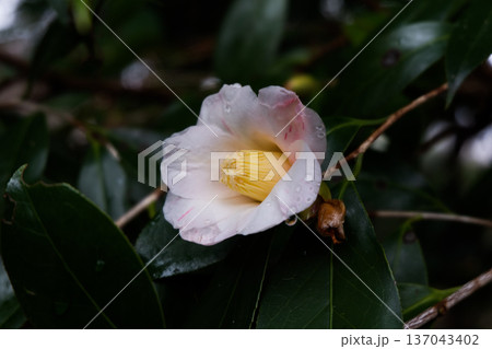 雨の雫が付いた椿の花 雨の雫が付いた椿の花 137043402