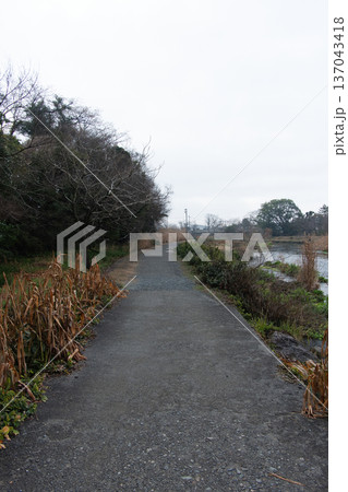 熊本市江津湖沿いの緑豊かな遊歩道の風景 137043418