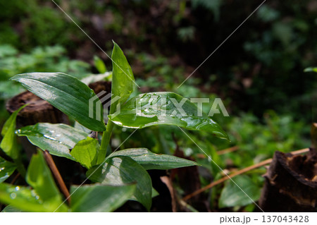 雨上がりの植物の葉に残る透明な水滴 雨上がりの植物の葉に残る透明な水滴 137043428