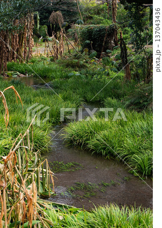 緑豊かな水草の間を縫って蛇行する穏やかな小川の風景 137043436