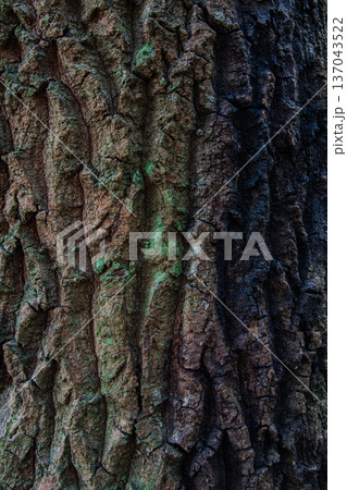 しっとりと美しい苔に覆われた木の幹 しっとりと美しい苔に覆われた木の幹 137043522