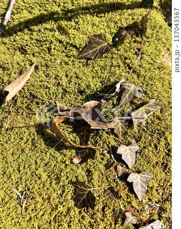 苔と枯れ葉 苔と枯れ葉 137043567