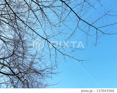 青空と枯れ木 青空と枯れ木 137043568