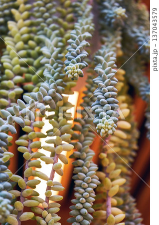 Close up of burros tail succulent plant hanging. Decorative houseplant with unique trailing stems. Vertical garden and green interior decor concept. Close up of burros tail succulent plant hanging. Decorative houseplant with unique trailing stems. Vertical garden and green interior decor concept. 137043579