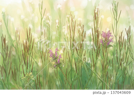 春の野の花・イラスト 137043609