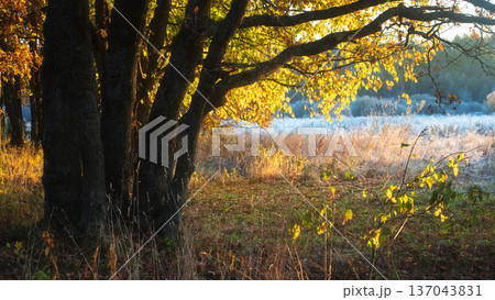 Frost-covered field. Bathed in brilliant sunshine, a grove of yellow trees blazes with golden leaves, creating a scene of vibrant warmth against the crisp, icy ground. Frost-covered field. Bathed in brilliant sunshine, a grove of yellow trees blazes with golden leaves, creating a scene of vibrant warmth against the crisp, icy ground. 137043831