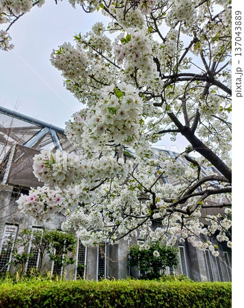 東京武道館のある都立東綾瀬公園の桜 東京武道館のある都立東綾瀬公園の桜 137043889