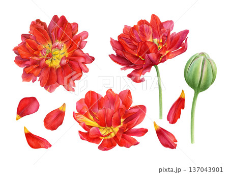 Spring flowers set. Watercolor illustration of double yellow-red tulips, bud and petals. Perfect for prints, wedding stationery, fabric, packaging and floral design projects Spring flowers set. Watercolor illustration of double yellow-red tulips, bud and petals. Perfect for prints, wedding stationery, fabric, packaging and floral design projects 137043901