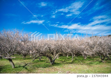 満開の白梅林 137043944