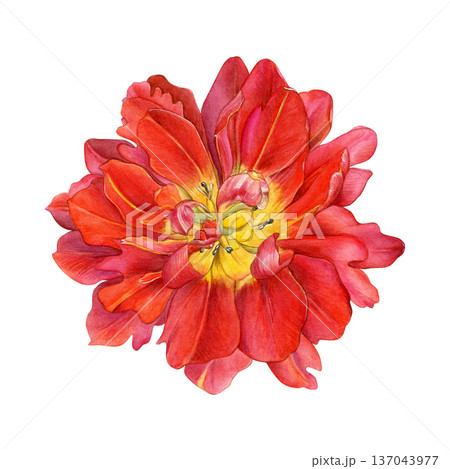 Red double tulip in full bloom, top view, with layered petals and yellow center. Detailed watercolor botanical illustration on white. Perfect for prints, cards, packaging 137043977