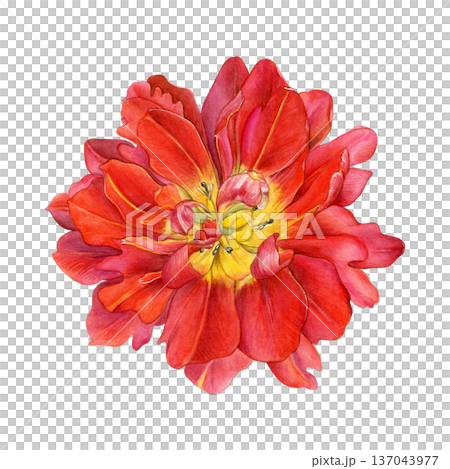 Red double tulip in full bloom, top view, with layered petals and yellow center. Detailed watercolor botanical illustration on white. Perfect for prints, cards, packaging 137043977