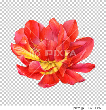 Red double tulip in bloom, side view, with layered petals fading to yellow at the base. Watercolor botanical illustration on white background. Ideal for prints, greeting cards, packaging and design 137043979